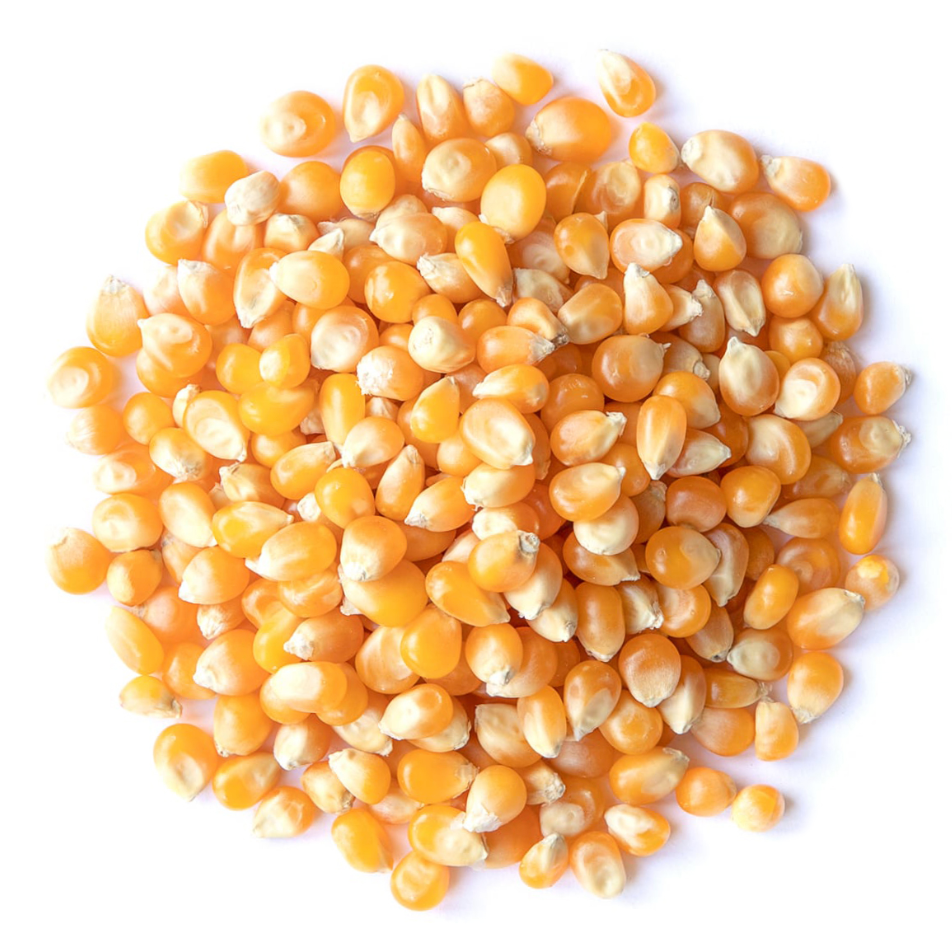 Organic Popcorn (Yellow)